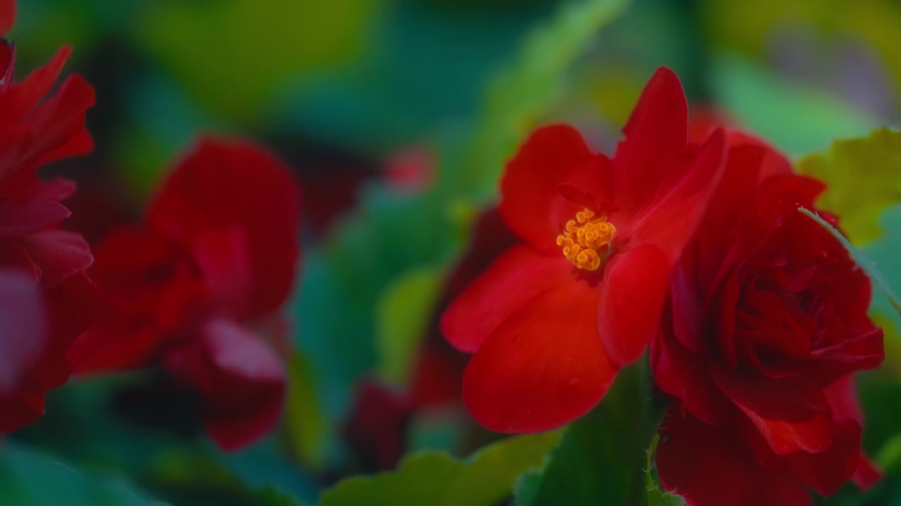 Fiori di begonia rossi vivaci che sbocciano in un giardino lussureggiante