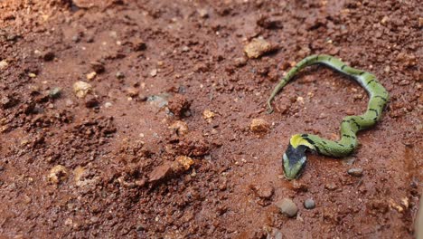 The-Indian-grass-snake-or-Green-keelback-,-is-a-non-venomous-species-of-snake,-with-its-beautiful-patterned-skin,-found-in-parts-of-Asia---known-as-Gavtya-snake-in-most-parts-of-India