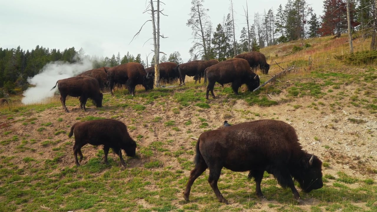 Bisonte americano selvatico, animali della fauna selvatica, Parco Nazionale di Yellowstone, Wyoming. Mandria di bisonti al pascolo in autunno. Bacino del Geyser Old Faithful, paesaggio della Grand Loop drive, sorgenti termali, vapore. Panoramica a destra.