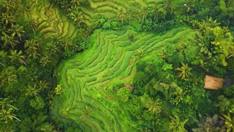 Beautiful-cinematic-Ubud,-Bali-drone-footage-with-exotic-rice-terrace,-small-farms,-vallages-and-agroforestry-plantation