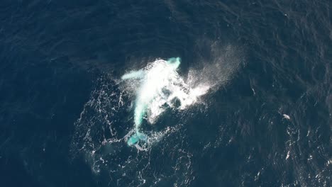 humpback whale lying on its back slapping its pectoral fins in the water