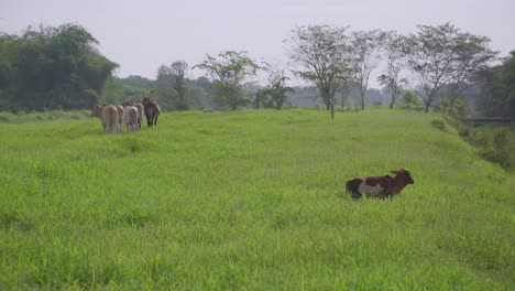 Kuh-Auf-Der-Schönen-Wiese