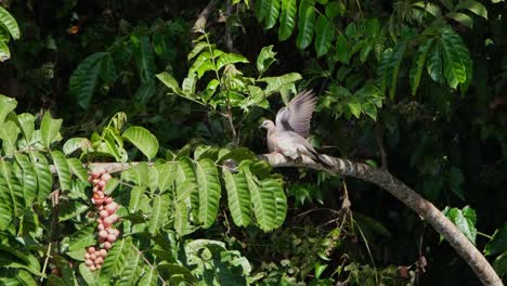 Spotted-Dove,-Spilopelia-chinensis-seen-from-its-side-while-lifting-its-left-wing-exposing-it-to-the-morning-sun-to-dry-while-looking-around,-Khao-Yai-National-Park,-Thailand