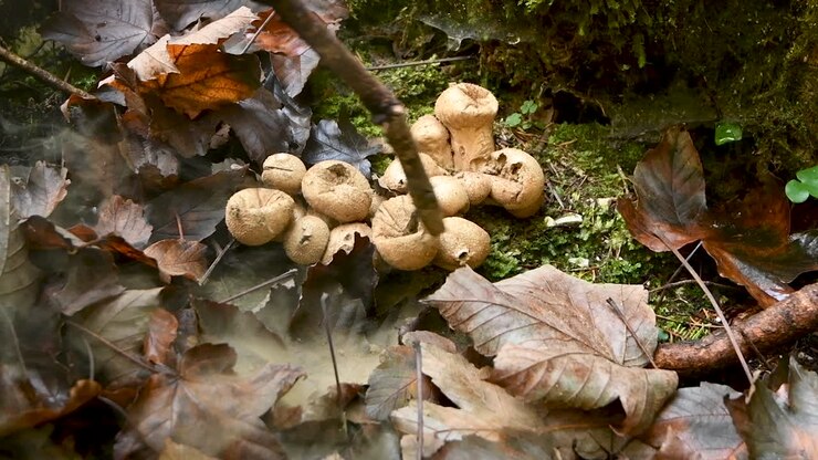 Young girl, unrecognizable, playing in forest and popping puffball mushrooms with stick, HD, childhood fun in woods, outdoor playing, handheld