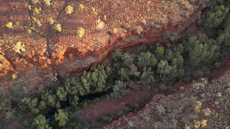 Árboles-En-El-Desfiladero-De-Dales-Durante-La-Puesta-De-Sol-En-El-Parque-Nacional-Karijini-En-Australia-Occidental,-Vista-Aérea-De-Arriba-Hacia-Abajo