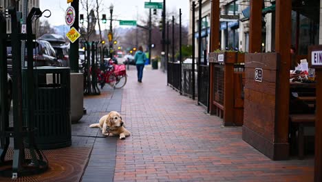 Kinovideo-Eines-Alten-Labrador-Hundes,-Der-An-Einem-Bewölkten-Und-Grauen-Tag-In-Der-Geschäftigen-Stadt-Draußen-Im-Regen-Auf-Seinen-Besitzer-Wartet