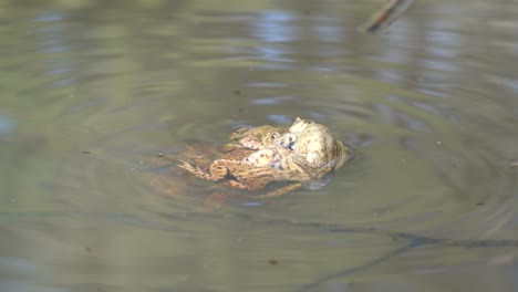 Varias-Ranas-Apareándose-En-Un-Estanque-En-El-Sur-De-Alemania.