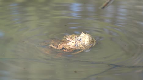 varias ranas se aparean en un estanque en el sur de alemania.