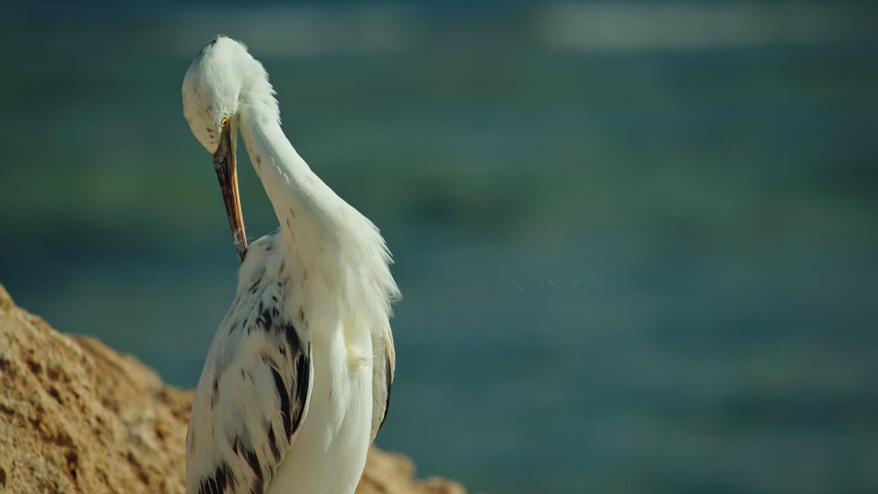 Airone bianco sulla spiaggia