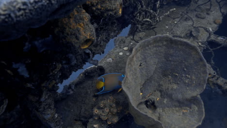 fotografía submarina en cámara lenta de una reina pez ángel nadando a través de corales en el océano atlántico