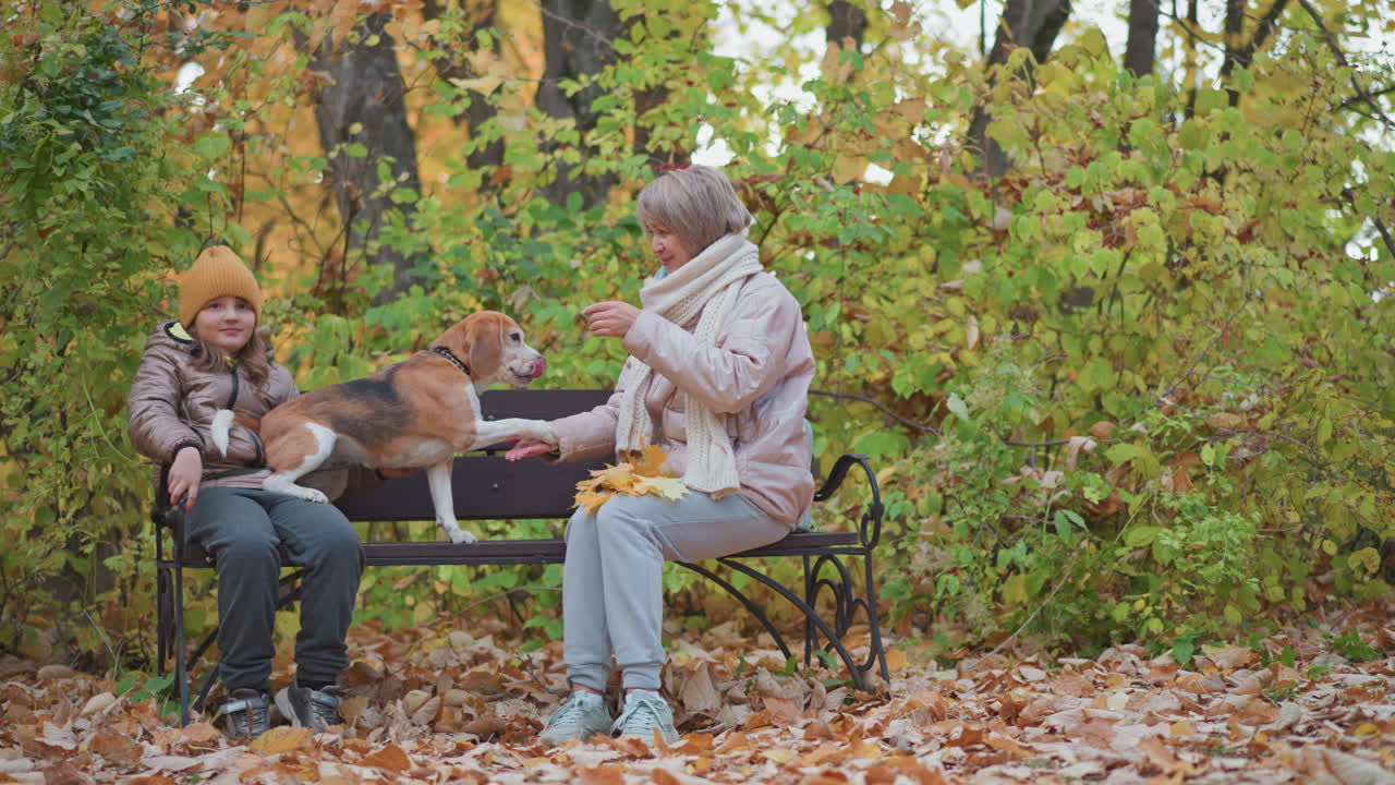 Girl gently holds beagle across her lap while seated beside older woman who playfully extends hand toward dog, surrounded by golden autumn leaves and vibrant green foliage in forest park setting