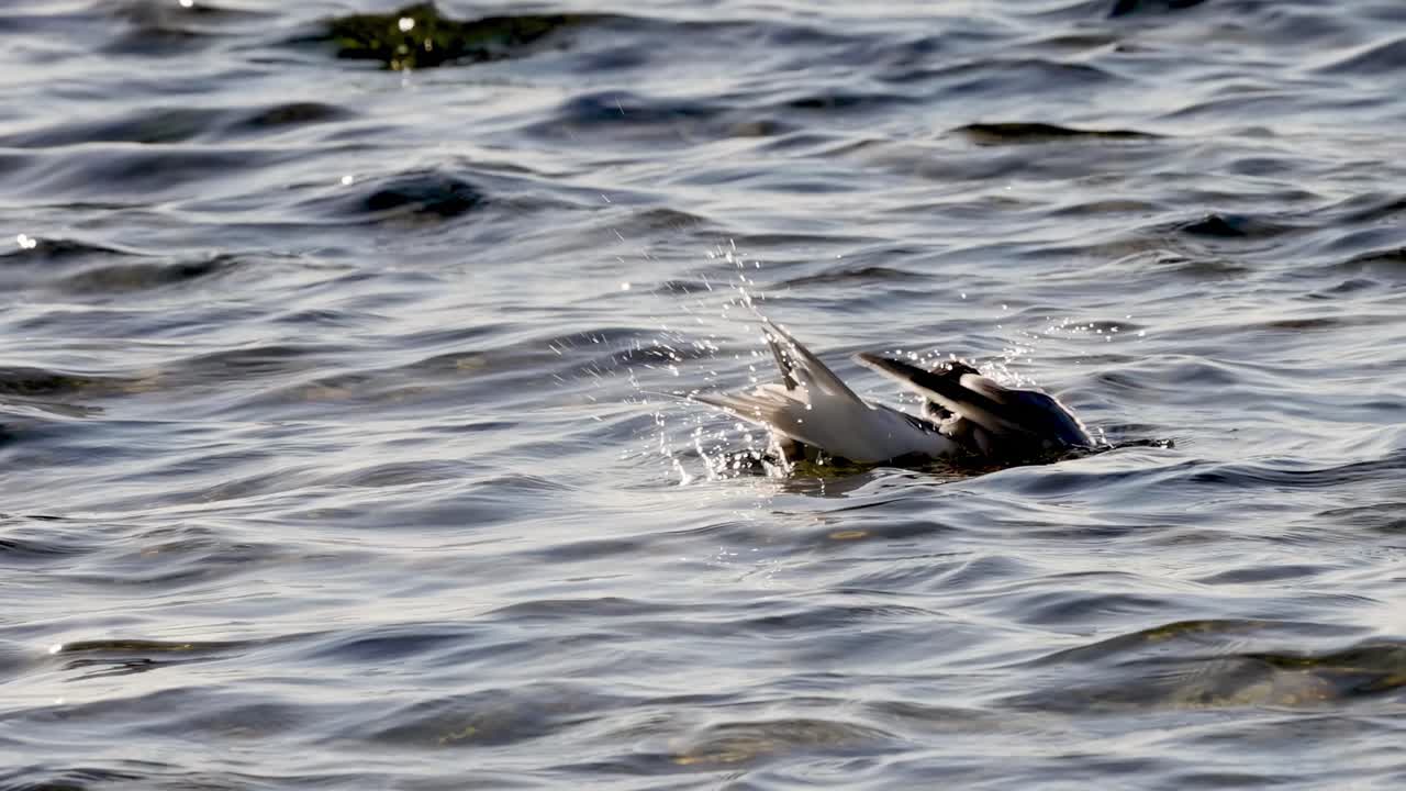 A seabird gracefully floats and preens on gentle ocean waves, showcasing its natural behavior.