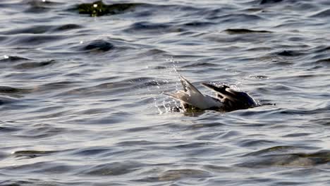 a seabird gracefully floats and preens on gentle ocean waves, showcasing its natural behavior.