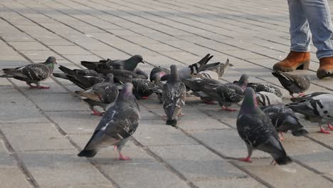 pigeons on a city street