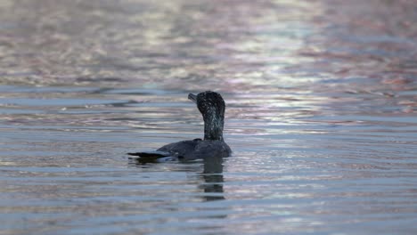 Ein-Kormoran,-Der-In-Der-Sonne-Auf-Einem-See-Herumschwimmt,-Bevor-Er-Zum-Angeln-Ins-Wasser-Springt