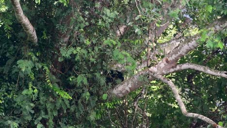 Asian-Black-Bear-Climbing-down-a-Fruiting-Tree,-Ursus-thibetanus,-is-also-called-the-Asiatic-Black-Bear