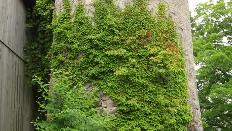 vines growing up old stone silo on side of rural wood barn in 4k