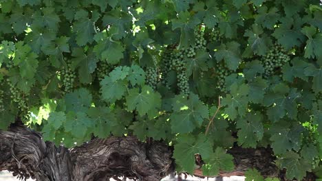 tight shot of healthy dark green cabernet sauvignon grape leaves