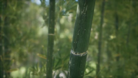 Grüner-Bambusbaum-Waldhintergrund