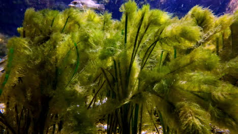 aquarium plant flora fish multiple color aquatic marine water tank