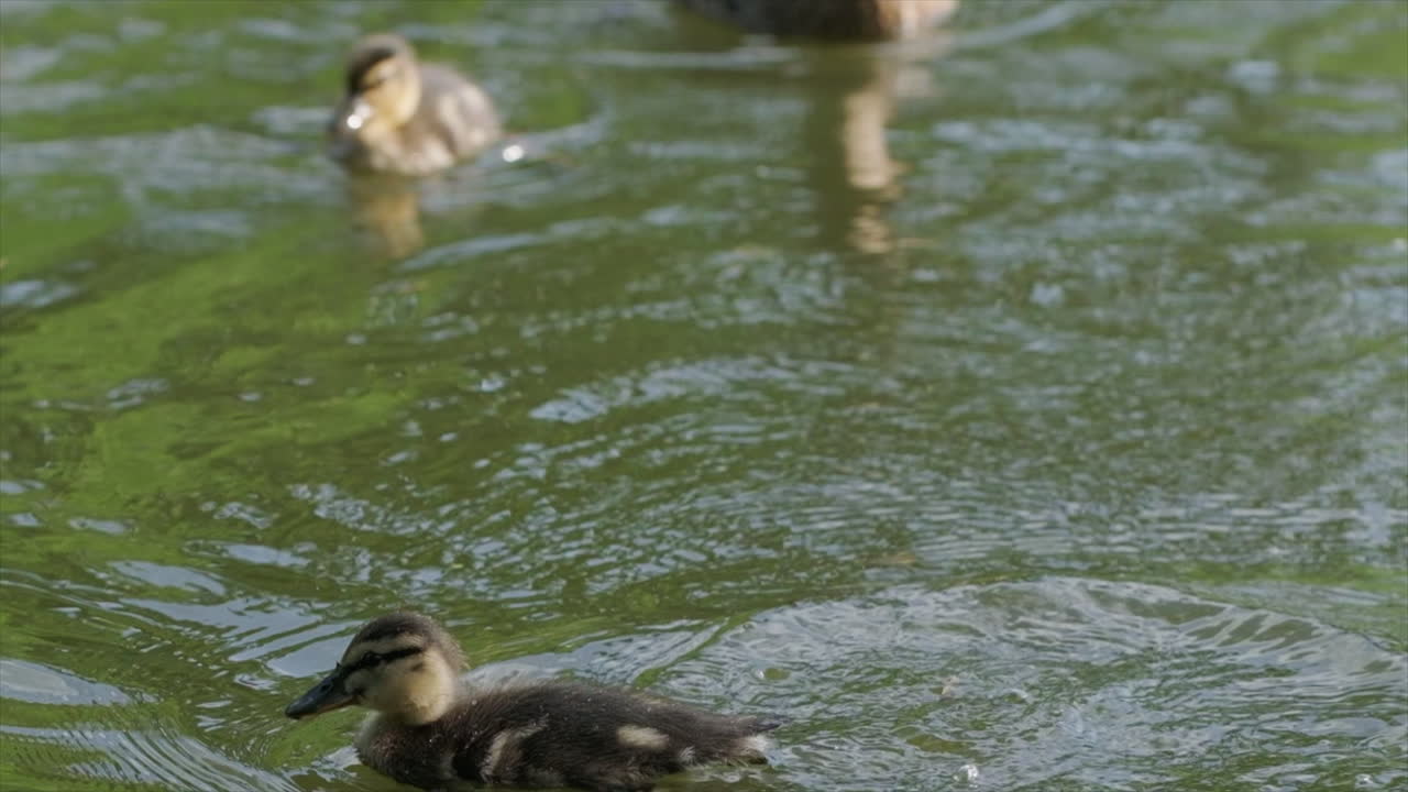 Duckling catching a fly in mid air in slow motion