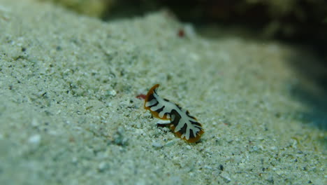 Beautiful-black,white-and-yellow-flatworm-on-the-sand