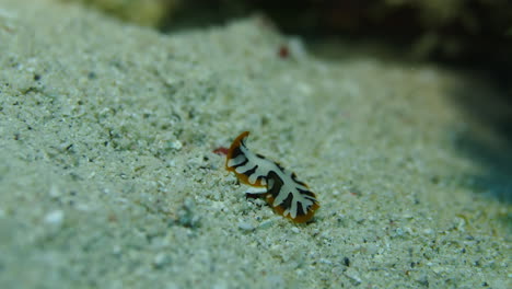 beautiful black,white and yellow flatworm on the sand