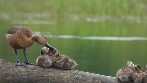 whistling duck - and chicks in pond area