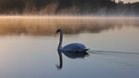 swan on a misty lake at sunrise