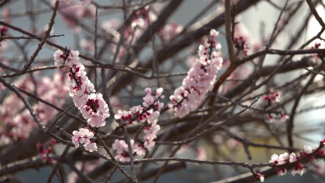 Primo piano di fiori di sakura rosa che ondeggiano delicatamente sui rami degli alberi in piena luce diurna