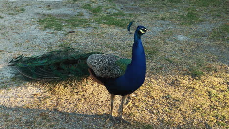 pavo real en un jardín
