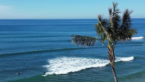 Drone-shot-of-one-Pam-Tree-swaying-in-the-breeze-revealing-surfers-surfing-on-a-beautiful-winter-day-in-Southern-California