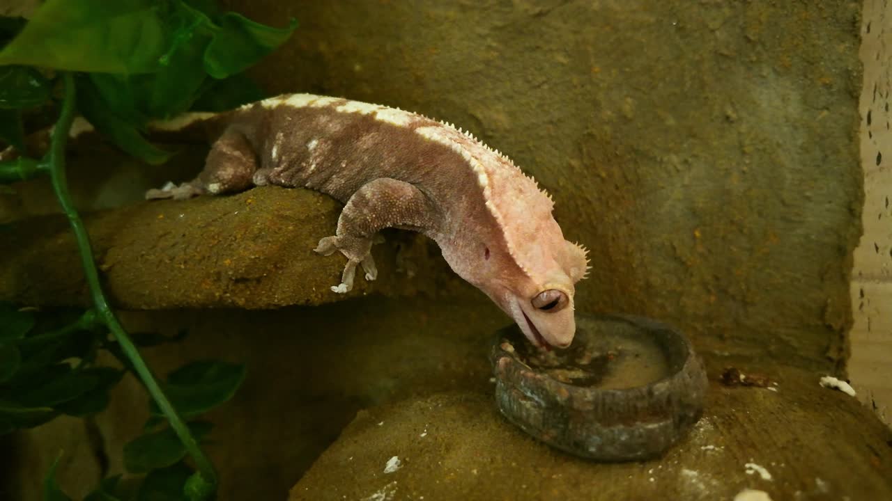 Hungry harlequin crested gecko leans down from rock shelf to eat from stone bowl. Pink tongue extended in close-up highlights exotic pet feeding behavior in natural enclosure