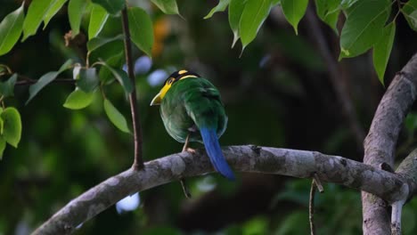 Raising-it-tail-up-and-down,-a-Long-tailed-Broadbill-Psarisomus-dalhousiae-is-perching-on-a-tree-inside-a-national-park-in-Thailand