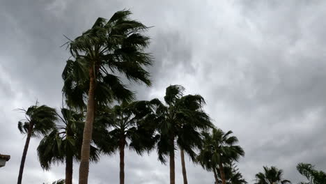 4k shot of storm weather and intense wind with palm trees in marbella, spain