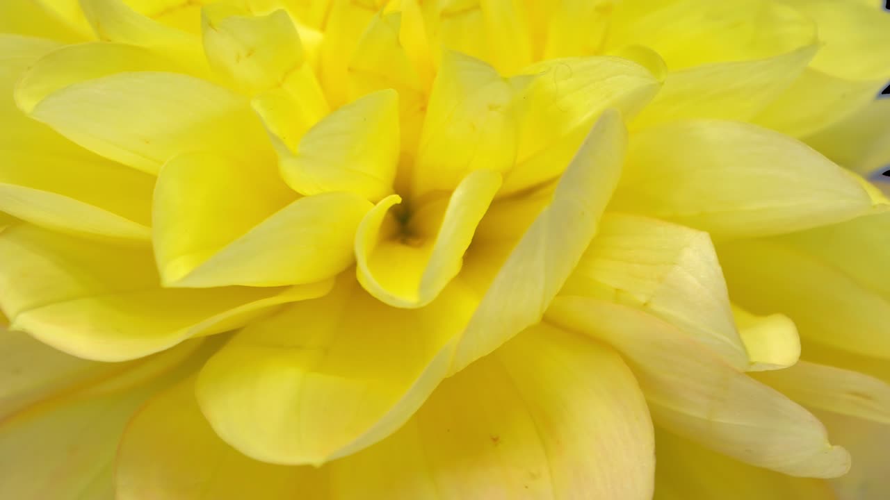 flor de dalia amarilla giratoria con canal alfa, bucle sin costuras de 4k