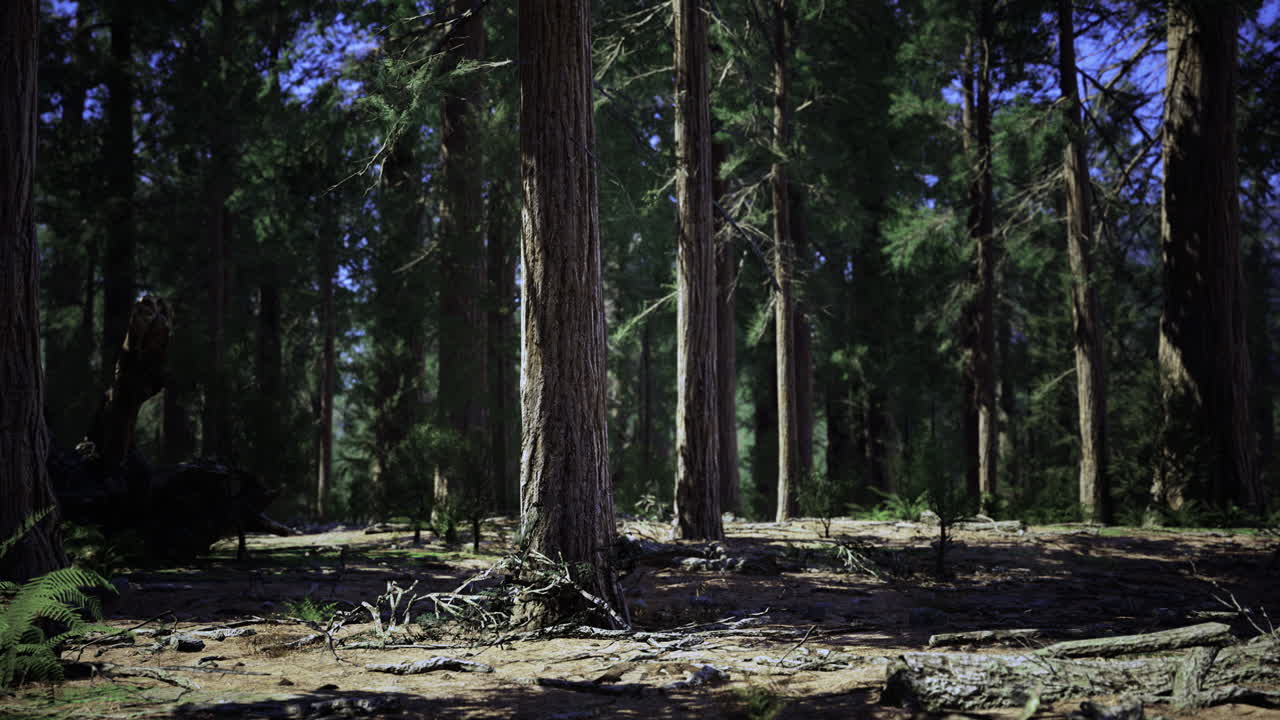 Stor skog med ruvende trær og undervegetasjon i dagslys