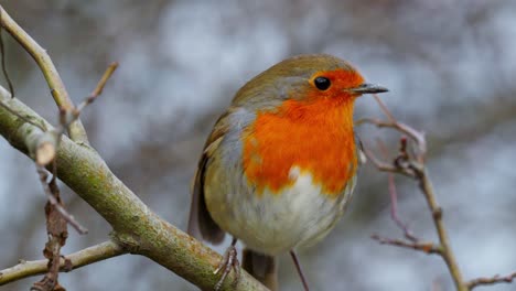 wild robin redbreast sitting on a branch in winter