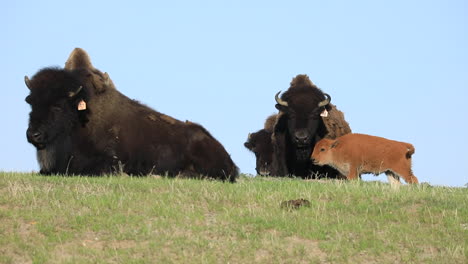 herd of bison relaxing and standing in grass field with baby calves