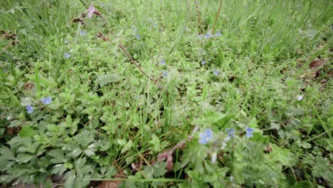 veronica blue flowers in a meadow