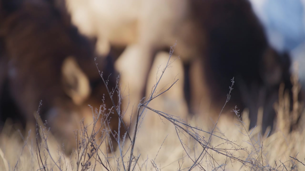 Elk herd eating grass in the blurry background