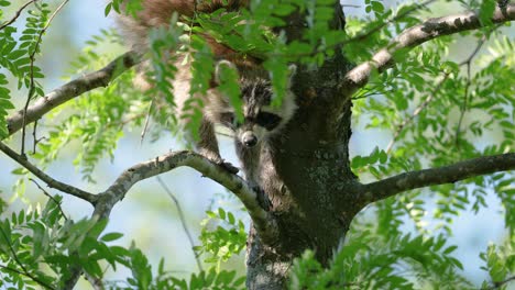 mapache adulto esperando en el árbol de langosta de miel mientras el viento sopla en cámara lenta