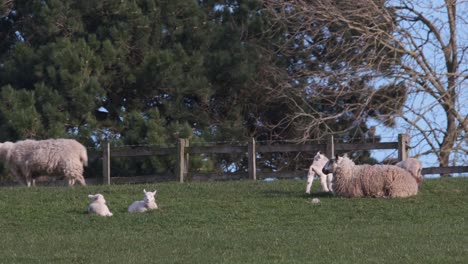 Barn-with-sheep-and-lambs-on-a-wool-producing-farm-during-spring-season,-outdoor-establishing-shot