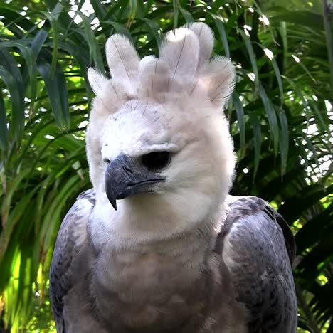 Ein-Harpyie-Adler,-Der-Größte-Adler-Der-Welt,-Späht-Aus-Dem-Dschungel-2