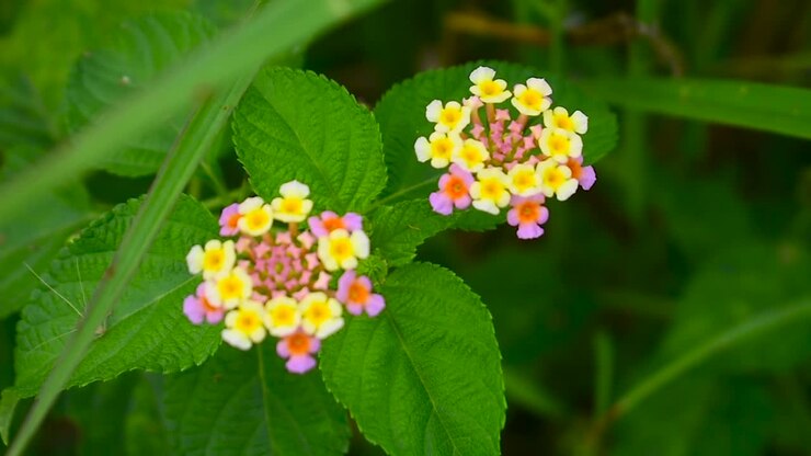 Lantana camara plant and flowers in Sri Lanka