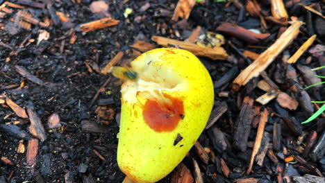 wasps eat the ripe pears that have fallen from the tree-2