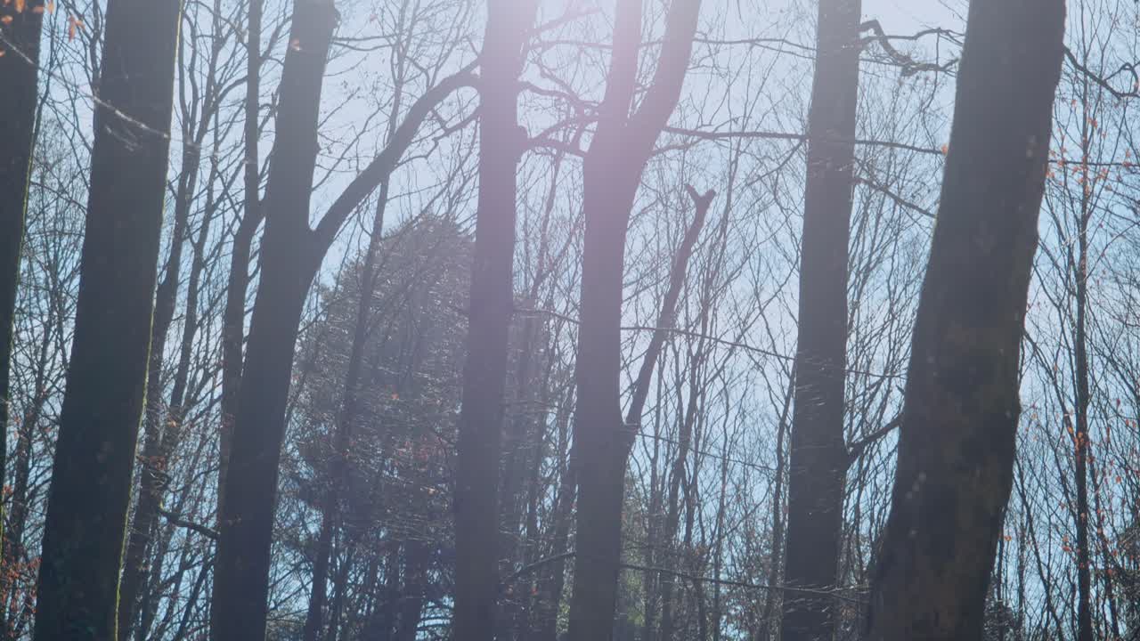 숲 속의 나무를 통해 빛나는 태양