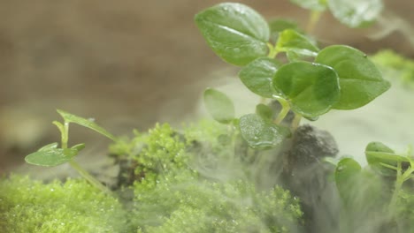 selective-focus-of-grass-and-small-plants-shrouded-in-smog