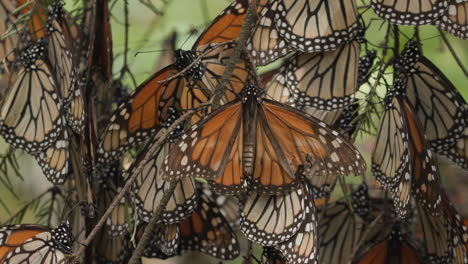 un grupo de mariposas monarca descansando en un árbol