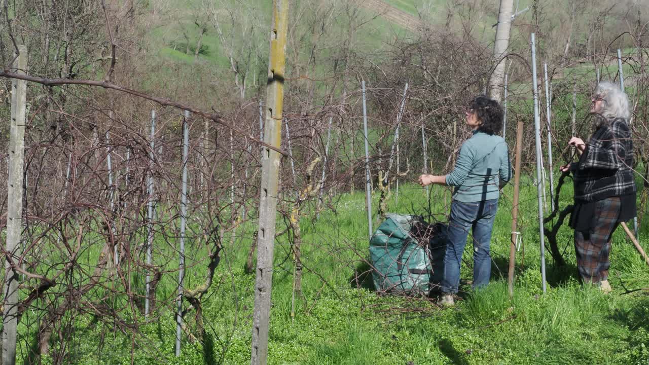 Two women work side by side in a late winter vineyard, pruning dry grapevines and placing branches in a green garden sack, surrounded by rows of dormant vines and hills, real time, static framing